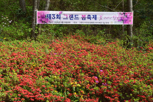 그랜드자연요양병원 '꽃 그리고 힐링' 주제   19일 '제3회 봄축제' 썸네일 이미지