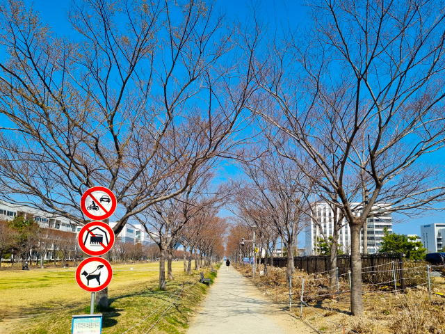 [반려동물과 여기 어때] 벚꽃과 봄 바다 동시에 즐기는 영도, 댕댕이도 꽂혔다  썸네일 이미지