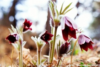 ◐ 100대 명산 영월 “백운산” 칠족령 동강 할미꽃 트레킹 관광 썸네일 이미지