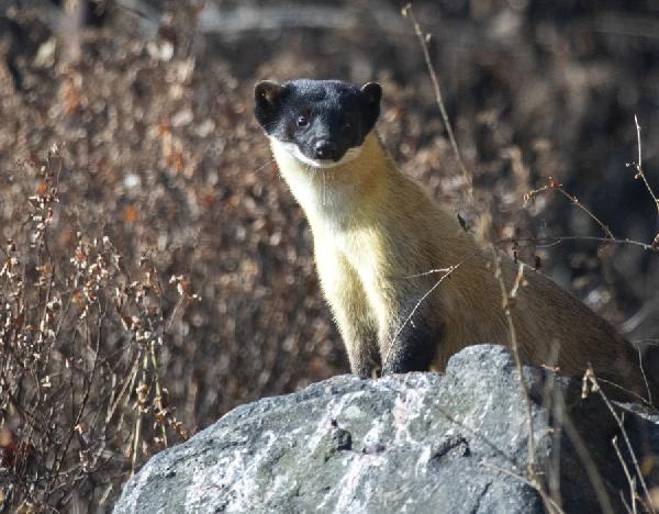 금정산서 '생태계 건강 신호' 담비 모습 포착 썸네일 이미지